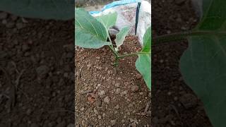 Brin jal Plant gardening nature garden youtube shorts shortsfeed youtubechannel subscribe [upl. by Llertal]