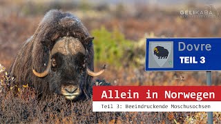 Allein in Norwegen Teil 3  Beeindruckende Moschusochsen im Dovrefjell Nationalpark Vlog [upl. by Leonhard]