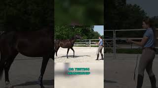 Make sure your horse knows THIS before you ride younghorse horestraining groundwork horseriding [upl. by Yeleek]