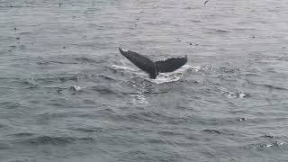 watch 15 whales hunting and making a bubble net together [upl. by Enitsirk]