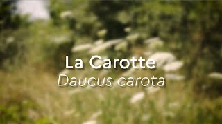 Daucus carota Especes Phares [upl. by Ahsinek10]