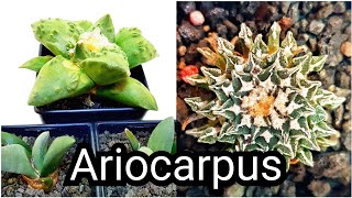 Ariocarpus Types [upl. by Finny725]