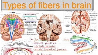 WHITE MATTER TYPES OF FIBERS IN BRAIN NEUROANATOMY [upl. by Lyrrad]