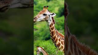 Giraffe sounds  Giraffe sound animalsouds animalnoises cutelittleanimals [upl. by Peper458]