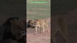 Lion follows lioness he wants to mate [upl. by Brezin]