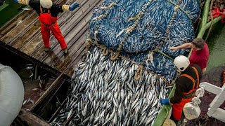 Process Of Making 20 Tonnes Of Fish Into Fish Oils And Fish Meals Inside South African Factory [upl. by Ardolino]