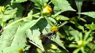 Sand Digger Wasp Nectaring ジガバチ♀がアメリカセンダングサの花で吸蜜 [upl. by Trebron]