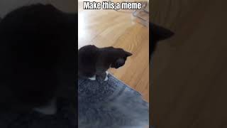 shimmy shimmy ya cat makethisatrend cats funnycats meme [upl. by Euqinomahs]