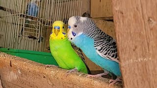 Budgie sounds for lonely birds [upl. by Eerok]