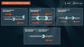 What are exonucleases and their applications [upl. by Holmun]