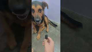 funny gabbar dog [upl. by Torray572]