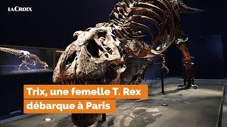 Dinosaure un T Rex est arrivé à Paris [upl. by Eiffub808]