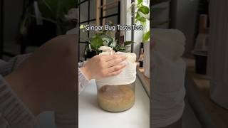 Ginger Bug shorts homemade ginger soda drink fermentation experiment tastetest [upl. by Flavian]