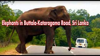 Elephants in Buttala Kataragama Road Sri Lanka [upl. by Maupin]