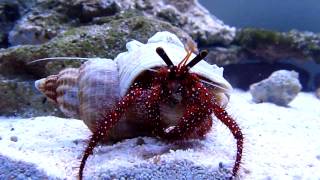 Hermit crab Dardanus Megistos [upl. by Elbertine502]