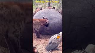 Spotted Hyena Feeding on Hippopotamus Carcass serondellasafarilodge [upl. by Diandre]