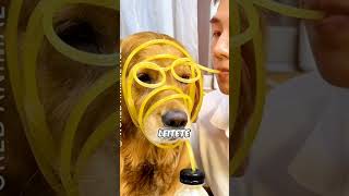 Durstiger Hund trinkt Orangen Saft shorts youtubeshorts hund lustig [upl. by Odarbil]