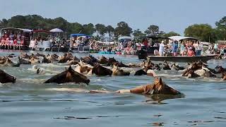 98th ANNUAL CHINCOTEAGUE PONY SWIM  July 26 2023 [upl. by Madelaine]