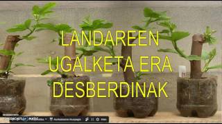 Landareen Ugalketa [upl. by Elli]