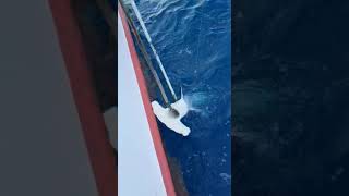 Eight 12 foot Hammerhead shark caught in the Gulf of Mexico fishing [upl. by Anay]