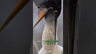 Discover the Snakebird ANHINGA  Natures Aquatic Acrobat [upl. by Naujtna]