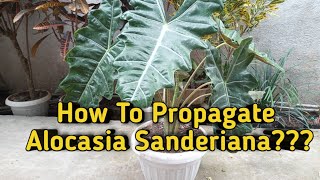 How To Propagate Alocasia Sanderiana Plants [upl. by Dowlen]