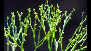 Psilotum sporophyte [upl. by Arv]