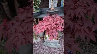 Prt 3 Acer Palmatum quotAtropurpureumquot in Bonsai [upl. by Arlee]