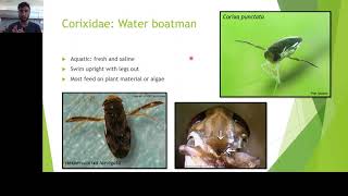 Video 5  Heteroptera Part 3 Aquatic Species [upl. by Hsemar]