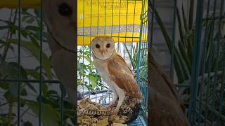 ഇതാണ് വെള്ളിമൂങ്ങ 🦉 Barn owl raised by rescuer urbanwildlife sarpa owls birdrescue [upl. by Ham]