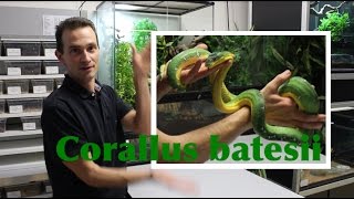 Présentation du Corallus batesii avec Karim Daoues de la Ferme Tropicale [upl. by Jarid303]