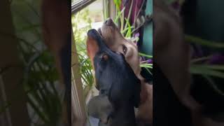 Dachshund Life “Howling Friends” [upl. by Relly]