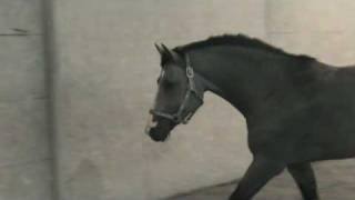 Amazing4 Yr Old KWPN stallionBalou du RouetVoltaire [upl. by Ayifas519]