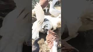 My all pigeons are brthe in water [upl. by Calondra892]