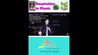 Respiration in Plants I learn How plants respiration happened I biology [upl. by Lowndes]