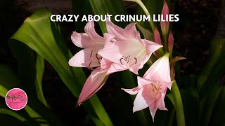 Crazy about Crinum Lilies and Spider Lilies with Tejas Bulbs [upl. by Eirellam]