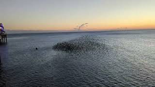 Starlings Murmuration at Brighton Pier 26th Feb 2023 [upl. by Ahtiekahs]