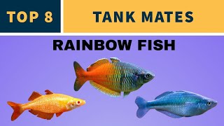 TANK MATES FOR RAINBOW FISH [upl. by Stich]