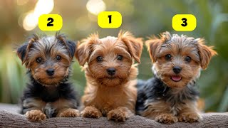 Yorkie Types  6 Types of Yorkie [upl. by Nosemaj190]