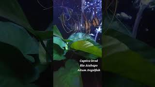 Rio Atabapo Pterophyllum Altum Angelfish [upl. by Kliman154]