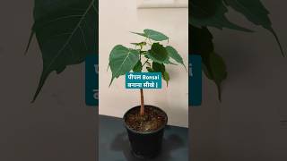 Bonsai For Beginners Soil amp Fertilizer I use [upl. by Abram]