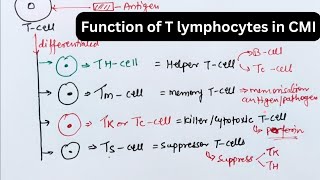 Function of T lymphocytes in cell mediated Immunity tcells tlymphocytes immunesystemclass12 [upl. by Dena]