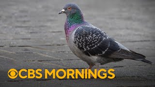 Mornings Memory The great NYC pigeon debate of 1963 [upl. by Notpmah310]