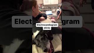 Premier Veterinary Group Grayslake Cardiology Behind the Scenes shorts [upl. by Hut]