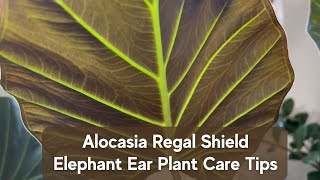 How to Care for Alocasia Regal Shield Simple Tips for Elephant Ear Houseplant [upl. by Sew]