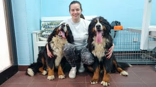 Grooming Two Bernese Mountain Dogs [upl. by Schurman24]