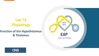 Lec 14  Physiology  Function of hypothalamus amp thalamus  CNS 42 [upl. by Akenit782]