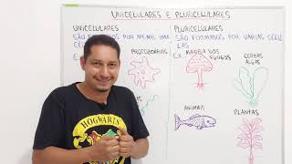 UNICELULARES E PLURICELULARES [upl. by Ibbison]