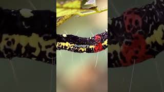 Amazing Facts About Swallowtail Caterpillars🐛 [upl. by Idelson306]