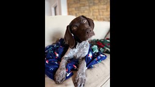 Should you get a German Shorthaired pointer puppy [upl. by Dnumyar598]